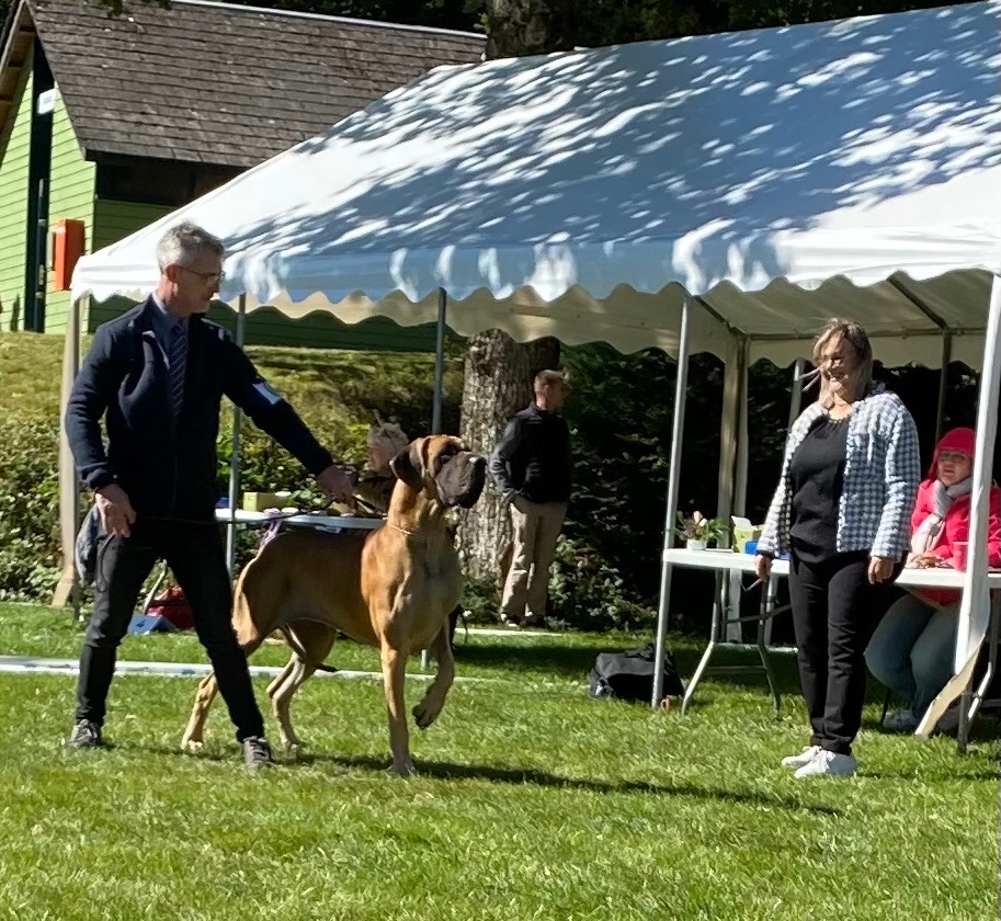 Au Royaume D'Haroumane - NATIONALE D ÉLEVAGE DOGGEN CLUB 2024