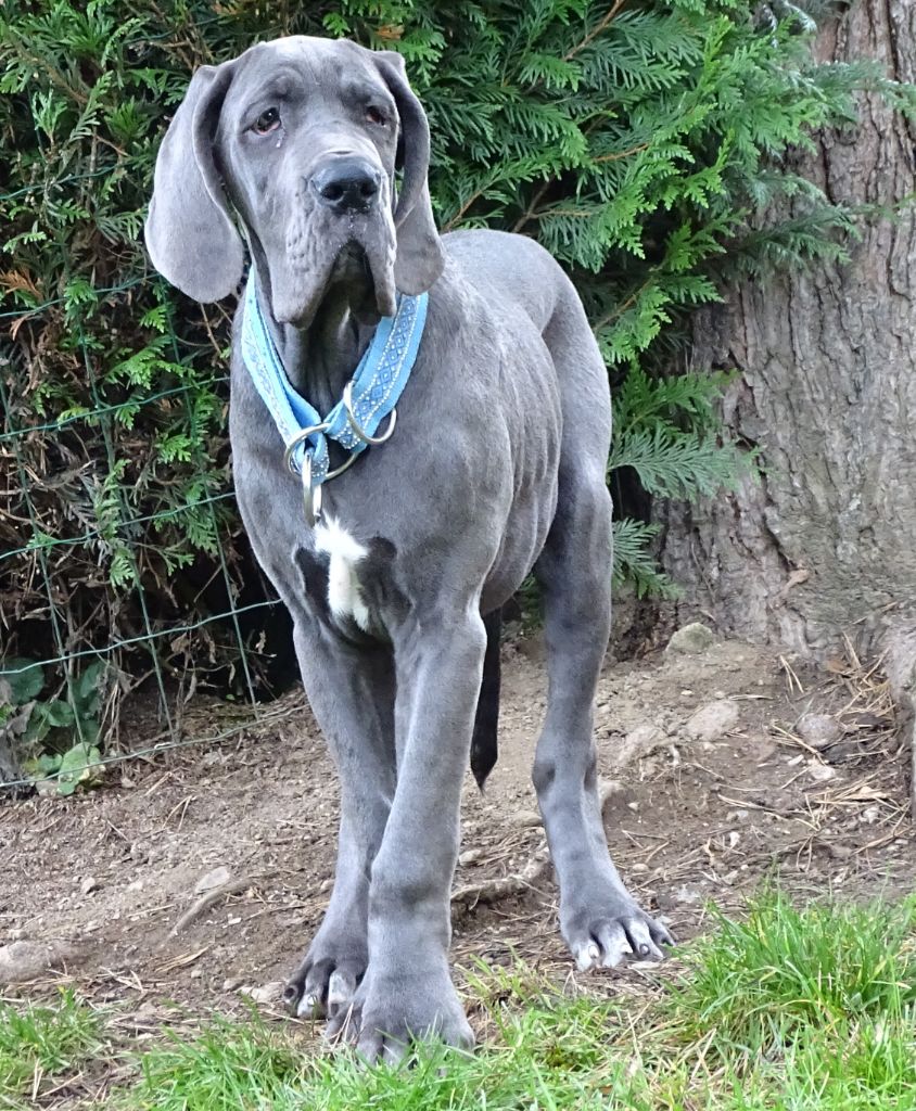 Pongo