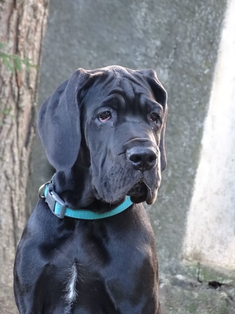 Perdita